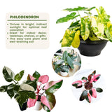 2 Random Philodendron Live Plant 5-9" Tall, Rare Tropical Indoor Houseplant Home Garden