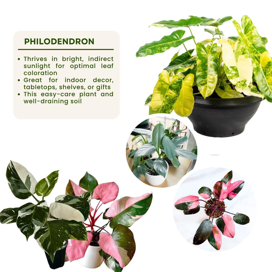2 Random Philodendron Live Plant 5-9" Tall, Rare Tropical Indoor Houseplant Home Garden