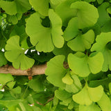 Ginkgo Tree Plant, 4 Inch Pot Hardy Ginkgo Tree Live Plant for Outdoor Garden, 6-10 Inches Tall, Vibrant Fall Foliage Tree Plant