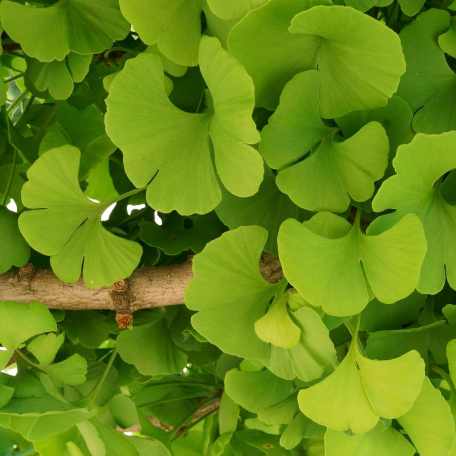 Ginkgo Tree Plant, 4 Inch Pot Hardy Ginkgo Tree Live Plant for Outdoor Garden, 6-10 Inches Tall, Vibrant Fall Foliage Tree Plant