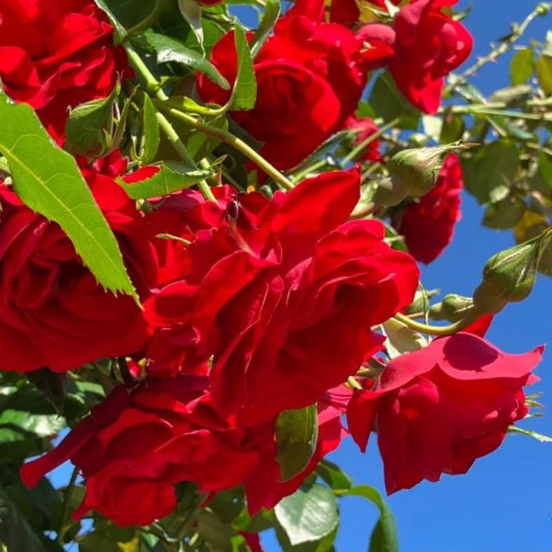 Climbing Bush Roses for Garden, Fragrant and Hardy Rose Plants for Outdoor Planting, No Pot, 5 to 9 Inc Tall Starter Plant Well-Rooted, Red Don Juan Blooms