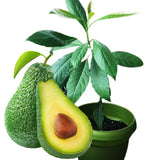 Avocado HASS Tree Live Plant Seedling, 5–10 Inch Tall, Tropical Avocado Fruit Plant for Srping Planting Patio, Garden, and Container Growing
