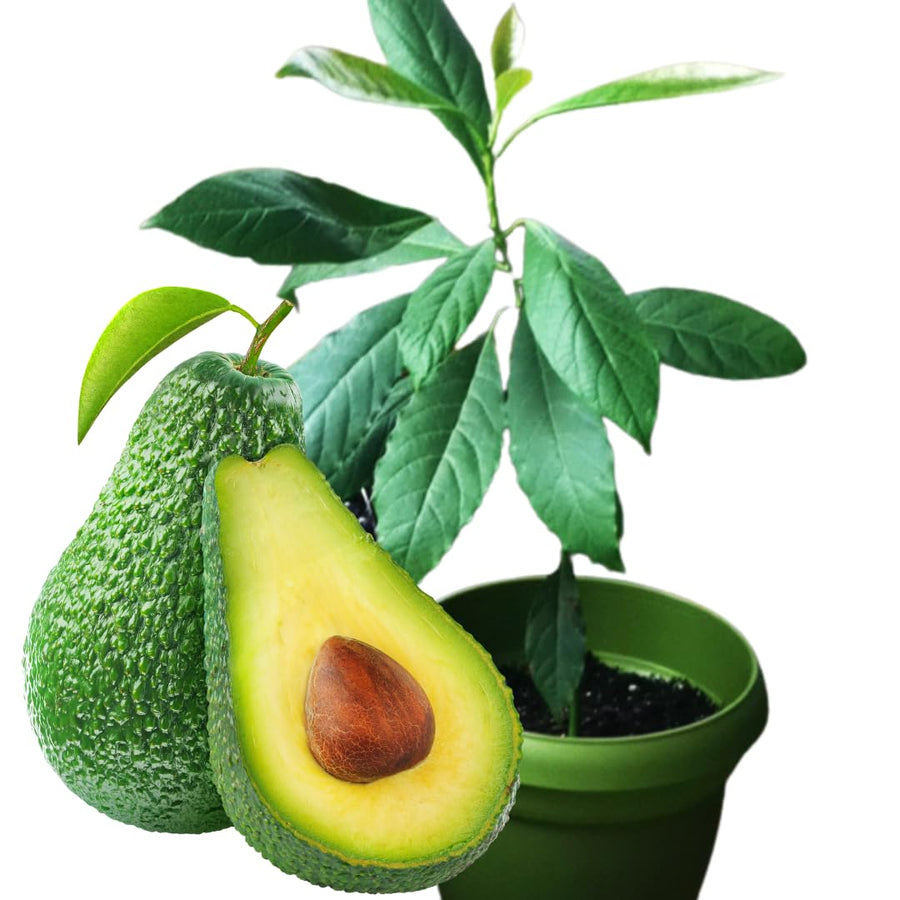 Avocado HASS Tree Live Plant Seedling, 5–10 Inch Tall, Tropical Avocado Fruit Plant for Srping Planting Patio, Garden, and Container Growing