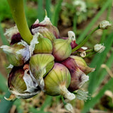 50 Walking Onion Seeds for Planting - Hardy Egyptian Onion Seeds, Perennial Heirloom Vegetable Plant Seed for Outdoor Garden