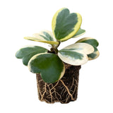 Rare Hoya Kerrii Plant Live, Variegated Hoya Heart Plant in 2'' Pot, Succulent Indoor Outdoor Houseplant
