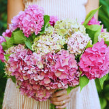Pink Hydrangea Plant Live, Hydrangea Tree Live Plant Outdoors, 5 to 7 Inches Tall, Shrub Bush Plant
