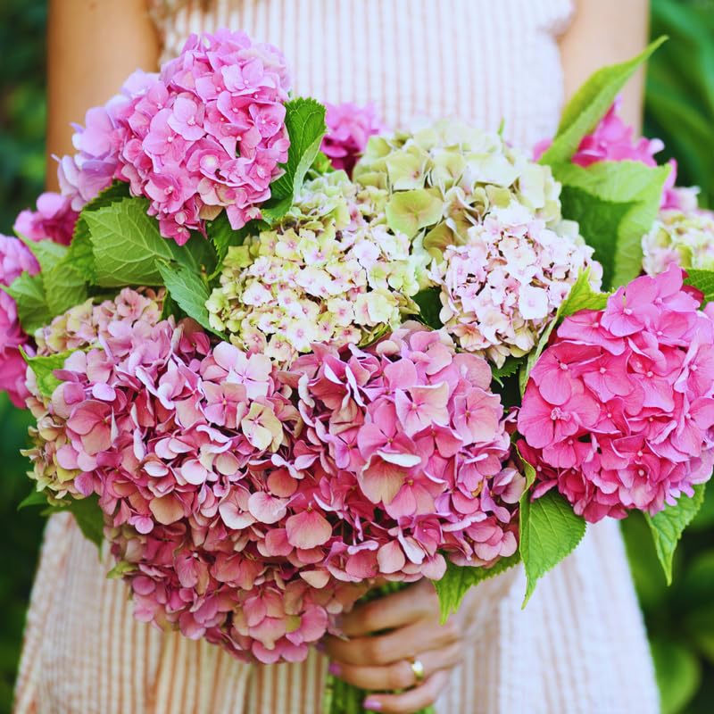 Pink Hydrangea Plant Live, Hydrangea Tree Live Plant Outdoors, 5 to 7 Inches Tall, Shrub Bush Plant