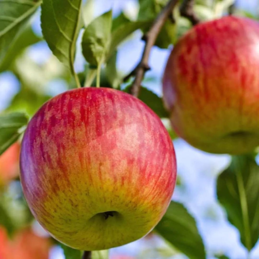 2-3 Ft Apple Tree Live Plant Bare Root, Live Apple Plant, Cold Hardy Fruit Plants for Home Garden Planting Spring (Honeycrisp)
