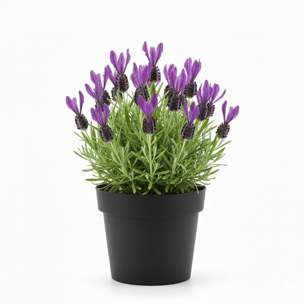 2 Live Lavender Plants, Purple Lavender Starter Plants in 3'' Pot, Fragrant Flowering Herb for Gardens, Planters and Indoor Pots (Spanish Lavenders)
