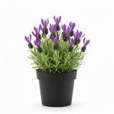2 Live Lavender Plants, Purple Lavender Starter Plants in 3'' Pot, Fragrant Flowering Herb for Gardens, Planters and Indoor Pots (Spanish Lavenders)