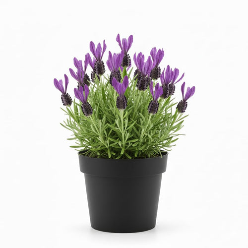 2 Live Lavender Plants, Purple Lavender Starter Plants in 3'' Pot, Fragrant Flowering Herb for Gardens, Planters and Indoor Pots (Spanish Lavenders)