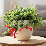 Aeschynanthus Curly Lipstick Plant Live, Starter Vine for Hanging Baskets Twisting Leaf Houseplant in 3-Inch Pot for Indoor Year-Round Planting