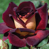 Rare Rose Bush Live Plant - Rose Plant Live to Grow - Bareroot 5-10 Inch Tall - Fragrant Rose Flowers Shrub - No Pot (Dark Night Rose)