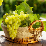 Green Grape Plant Live Bareroot 1 Feet Tall, in Pot, Grape Vine Live Plant, Grape Fruit Tree Live Plant for Planting