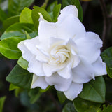 Live White Gardenia Plant, Fragrant Jasmine Gardenia Flower Plant, 5-7 Inches Tall in 3.5 Inch Pot, Well-Rooted, Ready to Grow Indoors or Outdoors