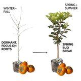 3 Cold Hardy Persimmon Trees Live Plants, 6-13" in Tall, American Persimmon Fruit Tree, Bare Root to CA, Dormant in Winter