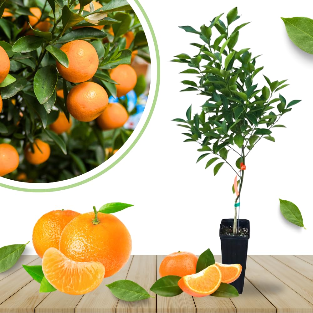 Grafted Tangerine Tree Live, Sweet Citrus Fruit Tree 3 Feet Tall for Home Garden and Orchard, Orange Tree
