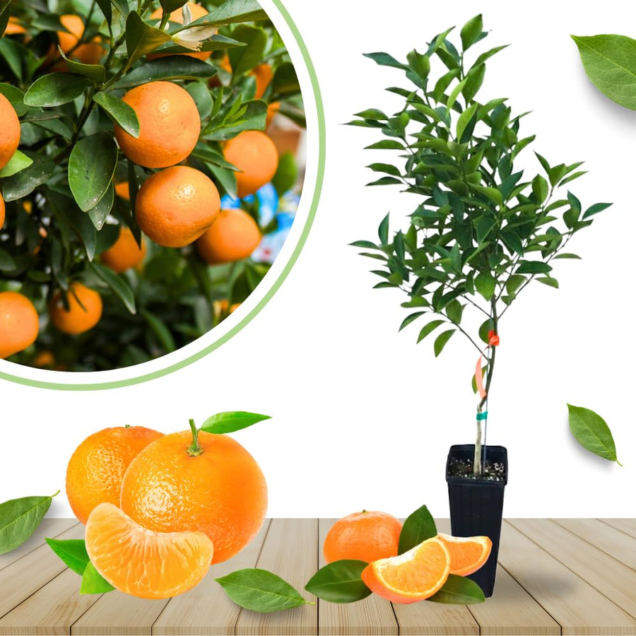 Grafted Tangerine Tree Live, Sweet Citrus Fruit Tree 3 Feet Tall for Home Garden and Orchard, Orange Tree