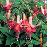 Autumn Fuchsia Plant Live in 5-Inch Pot, Hanging Basket Flower, Hardy Fuchsia Vine for Shade Gardens, USDA Zones 8-11