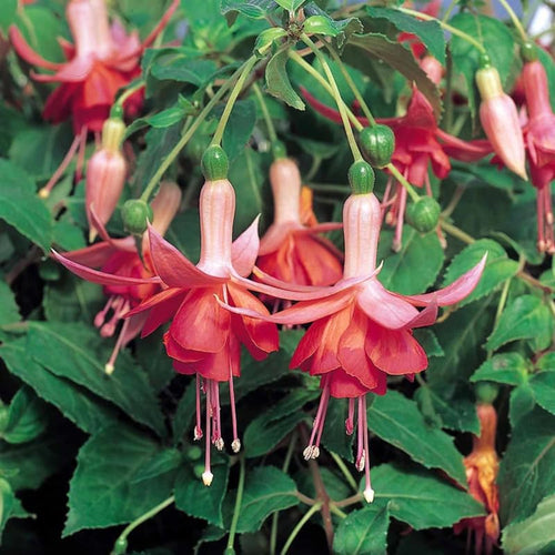 Autumn Fuchsia Plant Live in 5-Inch Pot, Hanging Basket Flower, Hardy Fuchsia Vine for Shade Gardens, USDA Zones 8-11