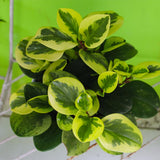 3 Assorted Peperomia Plants Live, Peperomia Houseplant Live Plant Growing Indoor Outdoor, 4 to 6 Inches in Height