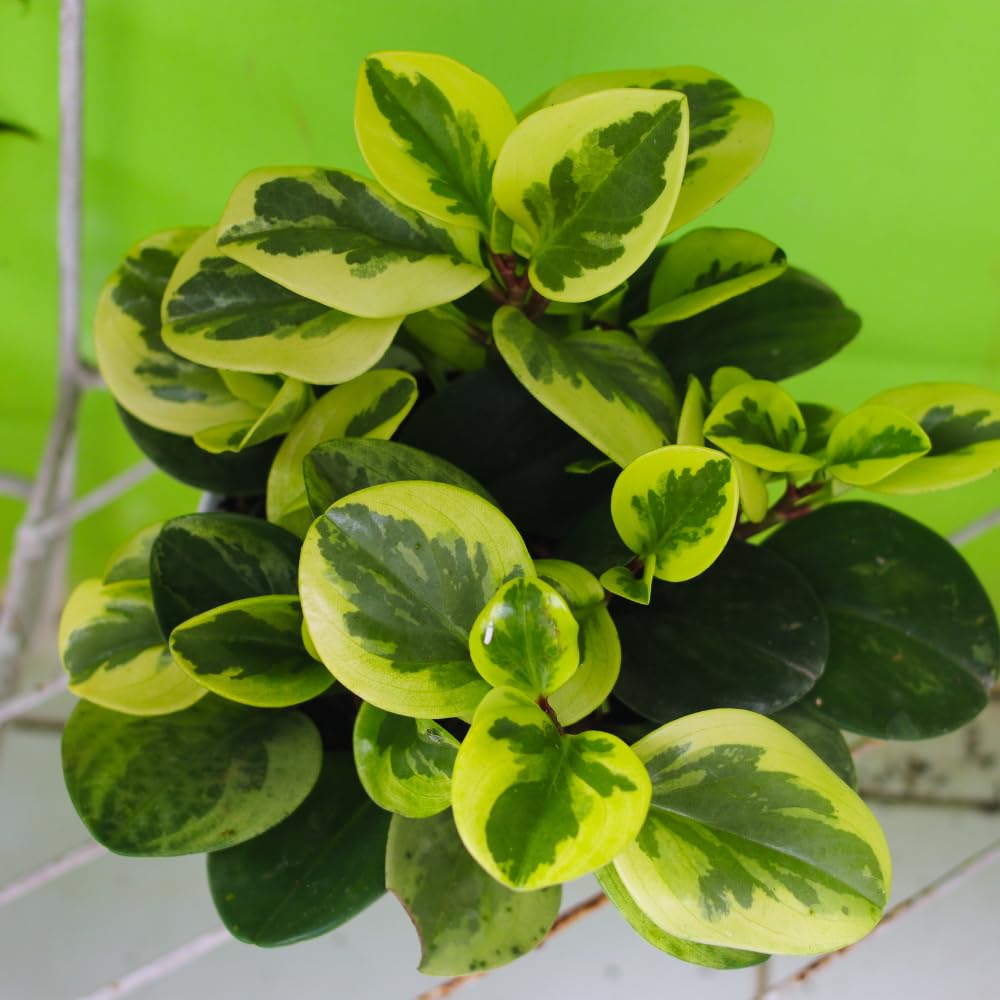 3 Assorted Peperomia Plants Live, Peperomia Houseplant Live Plant Growing Indoor Outdoor, 4 to 6 Inches in Height
