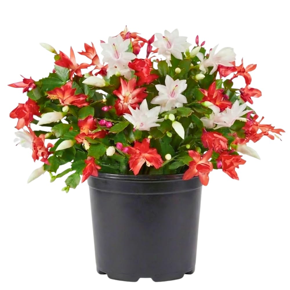 Mix Red and White Christmas Cactus, Holiday Cactus, Live Flowering Succulent Plant, 6 Inch Pot for Indoor or Outdoor Growing
