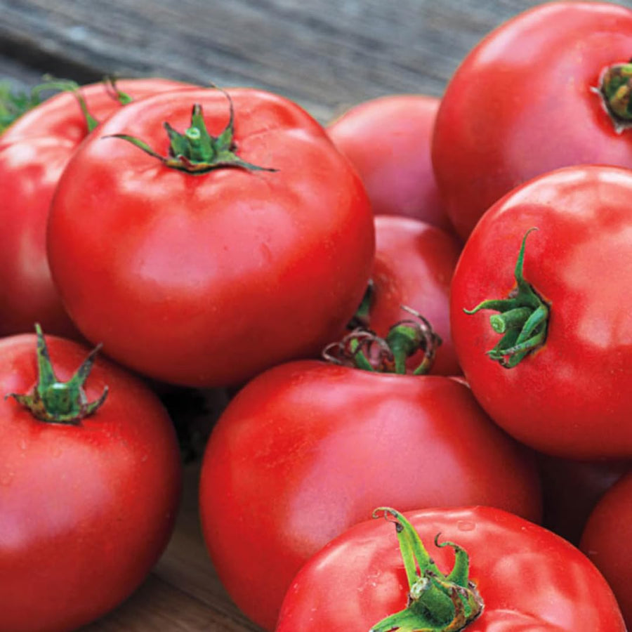 Lot 4 Tomato Plants Live for Planting Outdoors, Large and Juicy Tomatoes, Well Rooted, 6 to 8 Inch - Tomato Big Boy