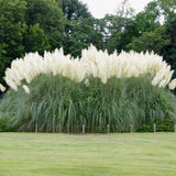 3 Pampas Grass Plants Live, Hardy Ornamental Grass, Ready to Grow Pampas 4-8 Inches for Borders, Patios and Container Gardens