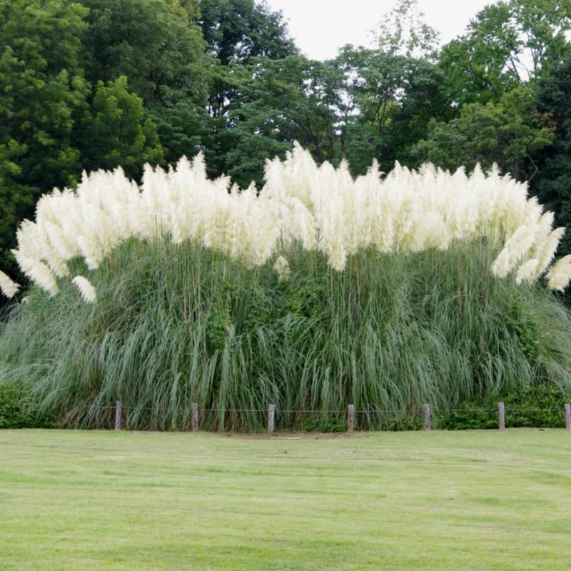 3 Pampas Grass Plants Live, Hardy Ornamental Grass, Ready to Grow Pampas 4-8 Inches for Borders, Patios and Container Gardens