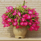 Pink Christmas Cactus Plant Live Christmas Cactus, Holiday Cactus Live Plant Pot, Houseplant, 5 to 7 Inc Tall