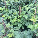 Live Blackberries Plant, 3 Ft Tall Black Berry Bush for Planting, Well Rooted Fruit Plant in Pot