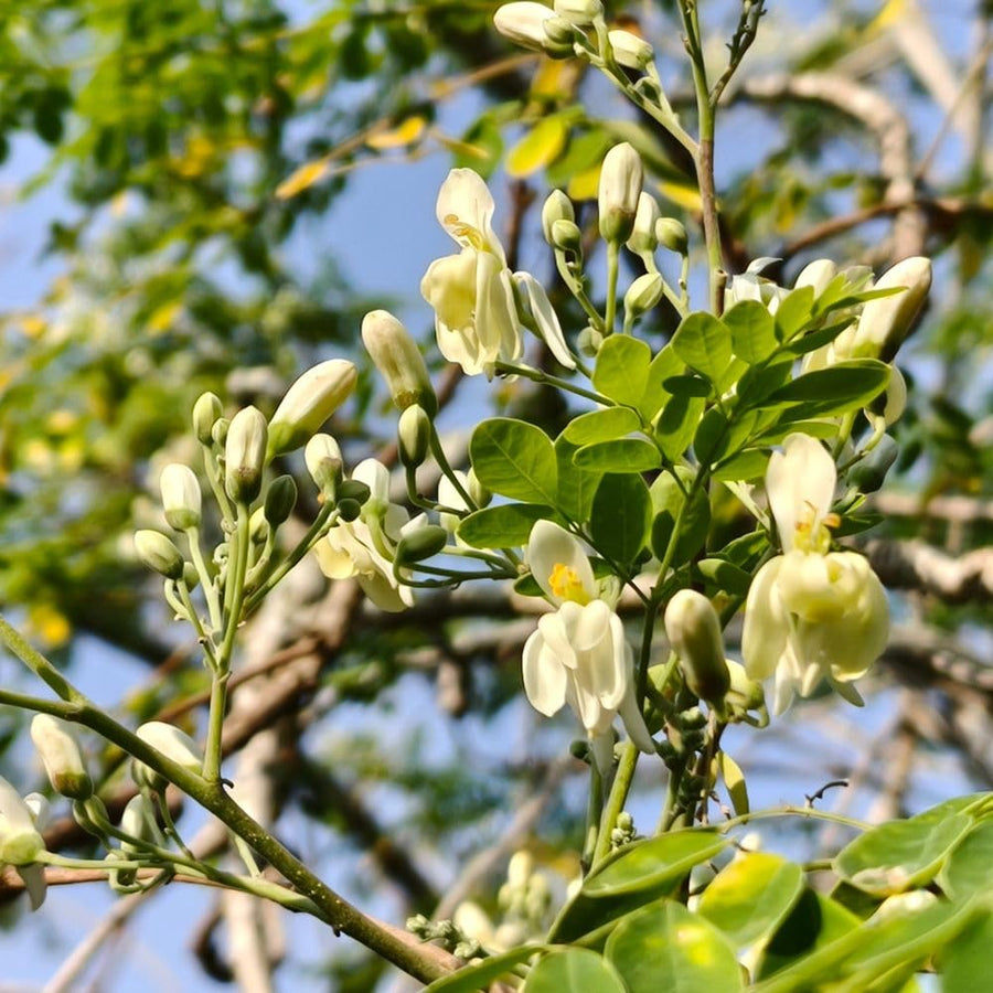 Moringa Seeds, 20 Count, Moringa Oleifera Plant Seeds, Fast Growing Herbal Plant, Seeds for Home Garden Outdoor
