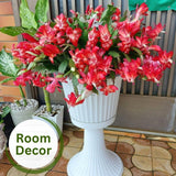 2 Christmas Cactus Plants Live, Holiday Blooming Indoor Plants Live Houseplants, Hanging Baskets Easy Care, Well-Rooted 5-8" Tall, No Pot, Bareroots, Single Stems (Purple Christmas Cactus)