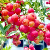 Pink Lemonade Blueberry Plant Live in 4’’ Pot, High Yield Blueberries Bush Shrub, Sweet Flavor, Ideal for Home Gardens, Patio Containers