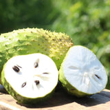 Cherimoya Tree Live Plant, Large Cherimoya Plant for Outdoor Planting, Sweet Fruit Tree, Ready to Bear Fruit, 4-6 Inches Tall