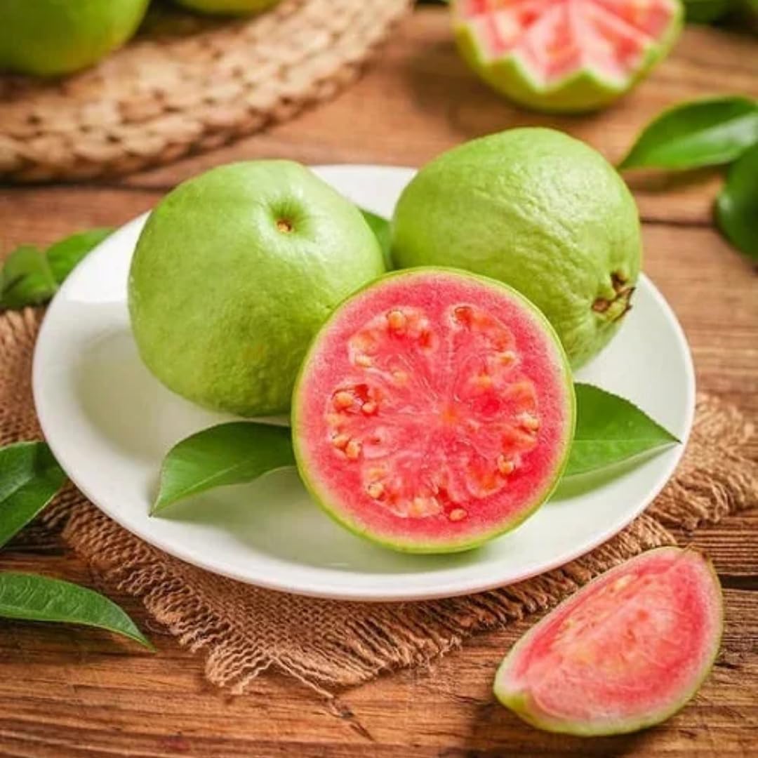 2-2.5 Feet Pink Guava Live Trees Plant 2 Years Old, Outdoor Guava Tree for Planting, Zones 9-11