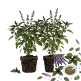 2 African Blue Basil Plants Live, 5 to 7'' Tall, Basil Live Plants for Herb Gardening, Well Rooted No Potted
