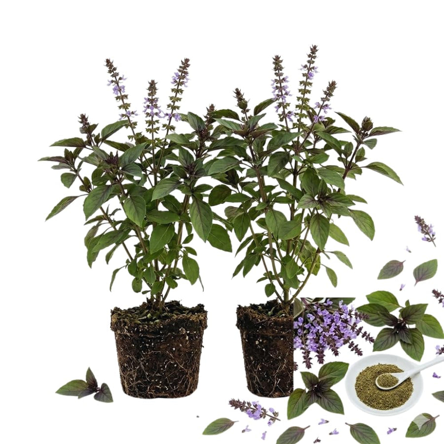 2 African Blue Basil Plants Live, 5 to 7'' Tall, Basil Live Plants for Herb Gardening, Well Rooted No Potted