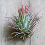 Set 5 Air Plants Live, Red Tillandsia Plants, Indoor Succulent Houseplants 1 to 3 Inches