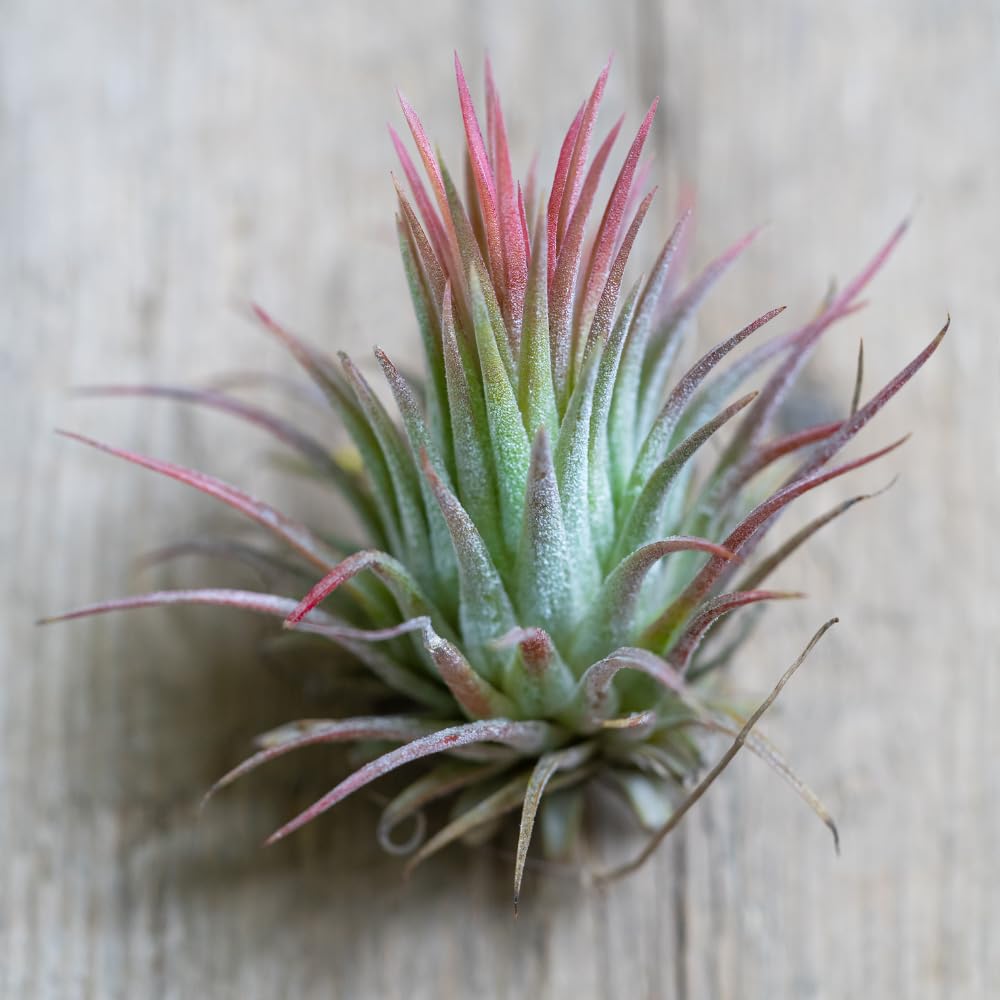 Set 5 Air Plants Live, Red Tillandsia Plants, Indoor Succulent Houseplants 1 to 3 Inches
