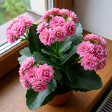 Double Pink Kalanchoe Succulent Live Plant, 4-7 Inches Tall in Pot, Colorful Flowering Houseplant, Vibrant Pink Double Blooms for Growing