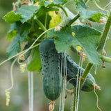 Live Cucumber Vegetable Plant, Green Cucumber Plant Live, 6-8 Inches Tall in 4 Inch Pot, Well-Rooted Vegetable Starter for Outdoor Growing
