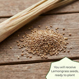 Set 100 Lemongrass Seeds for Planting, Lemongrass Seeds, Heirloom Culinary Herb for Indoor Outdoor Growing
