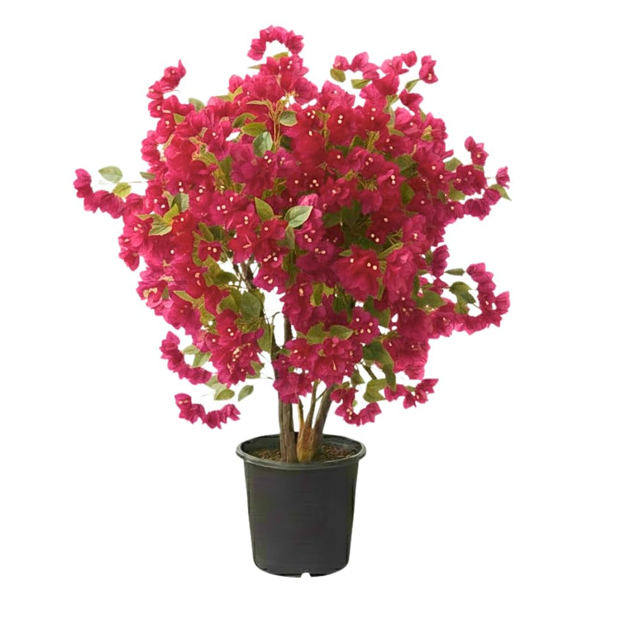 Bougainvillea Plant Live, Bougainvillea Flower Plants, Trailing Flowering Vines, Vibrant Blooms, 4-7 Inches Tall in 4 Inch Pot for Growing (Red Purple)