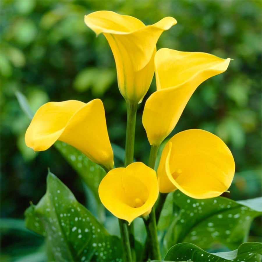 3 Yellow Calla Lily Bulbs for Outdoor Planting, Calla Lily Bulbs for Planting, Ornamental Flower Bulbs for Growing
