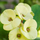 Crown of Thorns Plant, Euphorbia Milii Plant Live, Crown of Thorns Cactus Plant 4 to 7 Inches Height No Pot, Live Cactus Plant Indoor (Yellow)