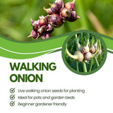 Set of 100 Walking Onion Seeds, Walking Onion Seeds for Planting, Hardy Perennial Vegetable for Pation, Indoor Outdoor Garden