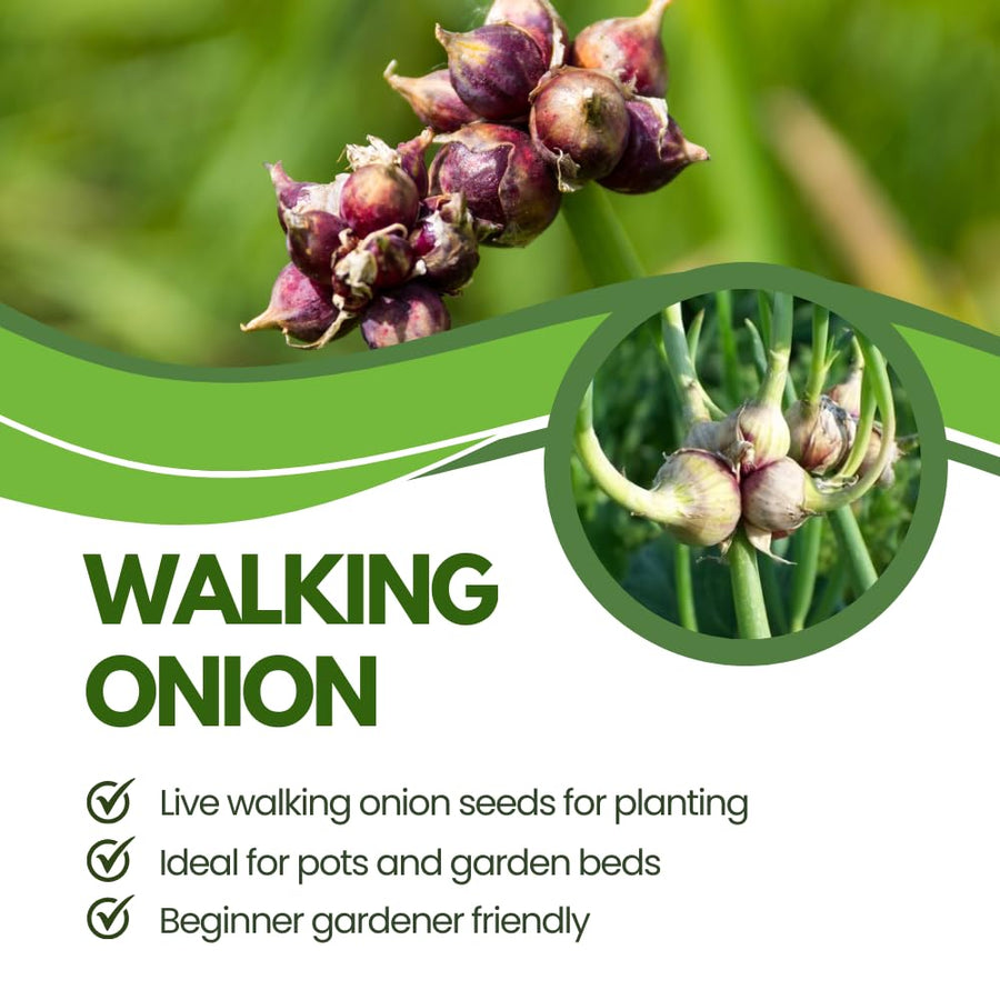 Set of 100 Walking Onion Seeds, Walking Onion Seeds for Planting, Hardy Perennial Vegetable for Pation, Indoor Outdoor Garden