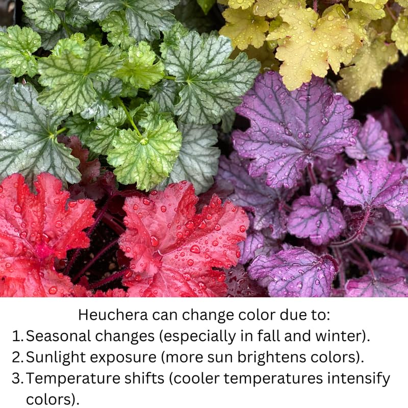 Heuchera Live Plant, Heuchera Coral Bells Live Plant, Purple Heuchera Houseplant, 5-8 Inc Tall, Change Color Leaf Heuchera